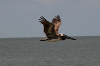 Birds - Pelicans